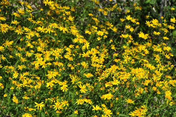 Campo florido próximo à Cueva Ratón, na Sierra de San Francisco, na Baja California - México
